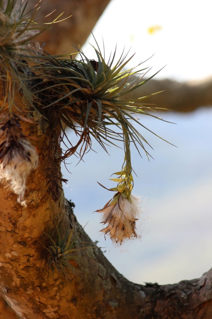 Tillandsia pohliana