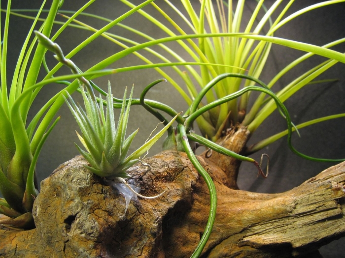 Tillandsia secunda (тилландсия)