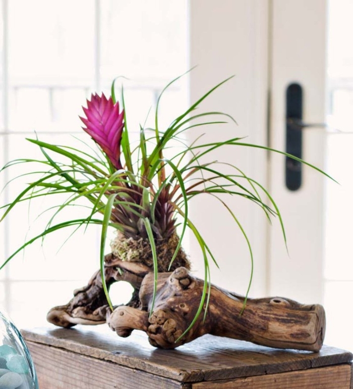 Бромелия тилландсия