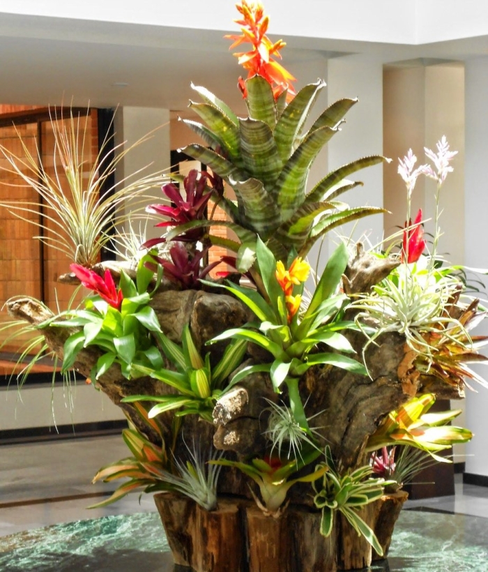 Tropical garden design