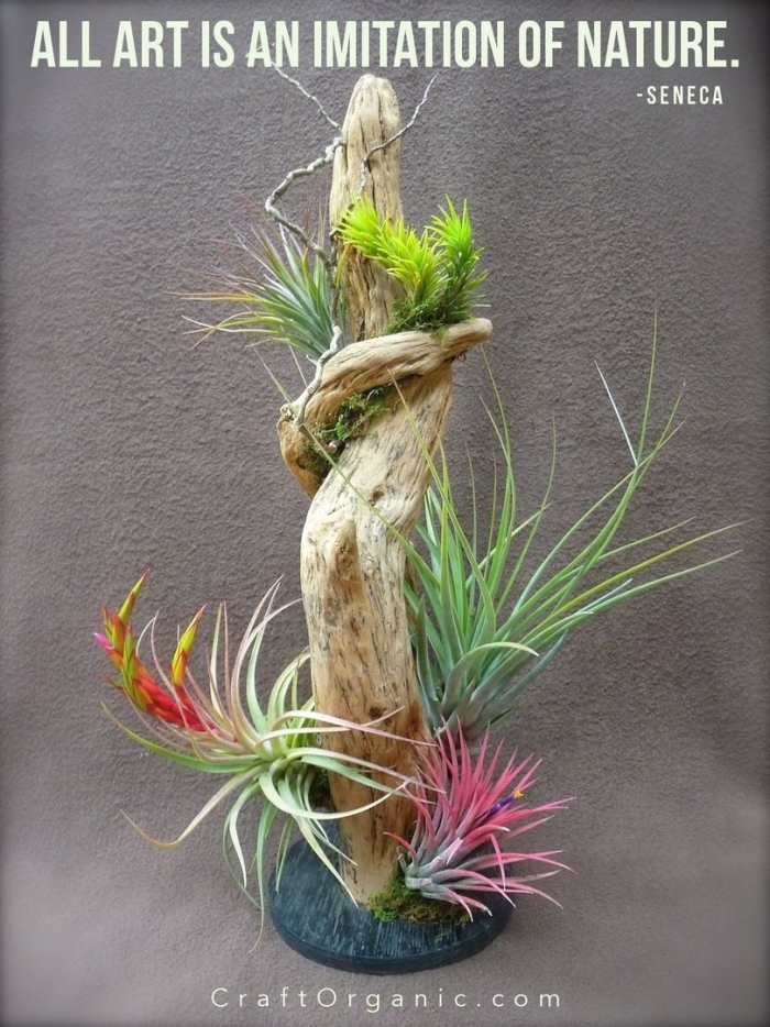 Тилландсия эпифитная