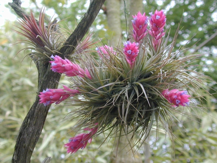 Тилландсия стрикта