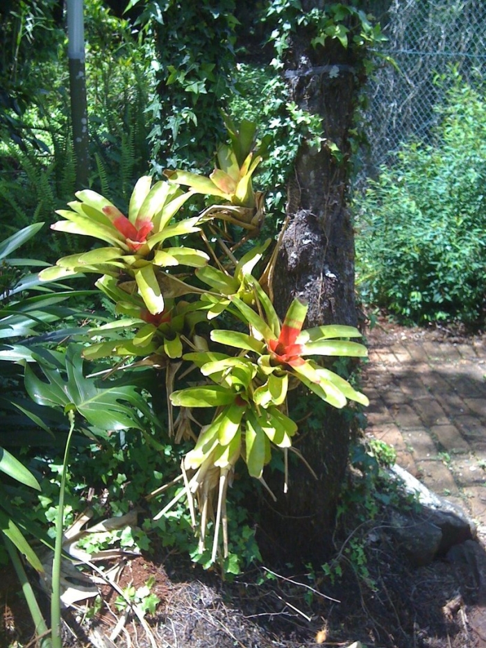 Бромелиевые растения