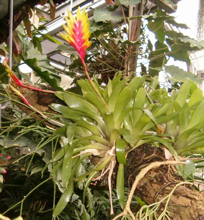 Vriesea carinata