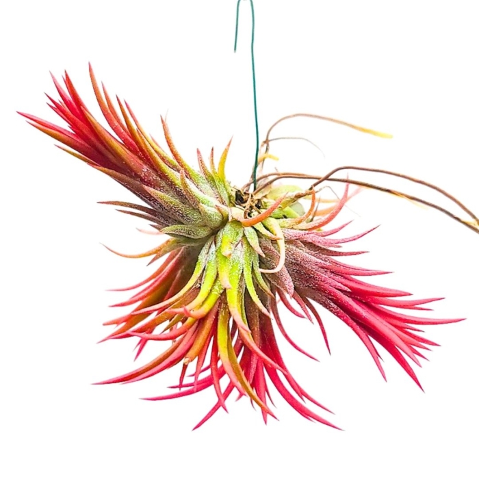 Tillandsia ionantha