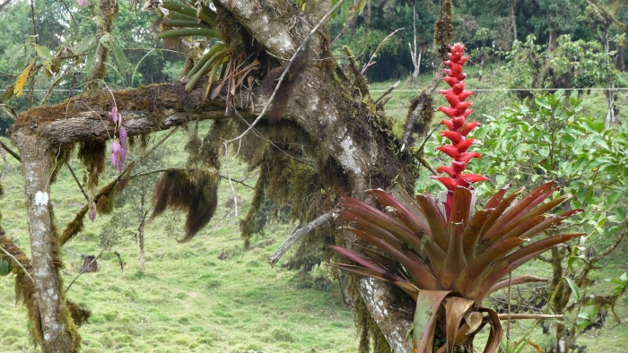 Бромелия эпифит