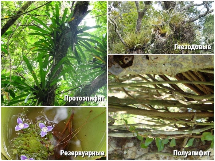 Асплениум гнездовой эпифит