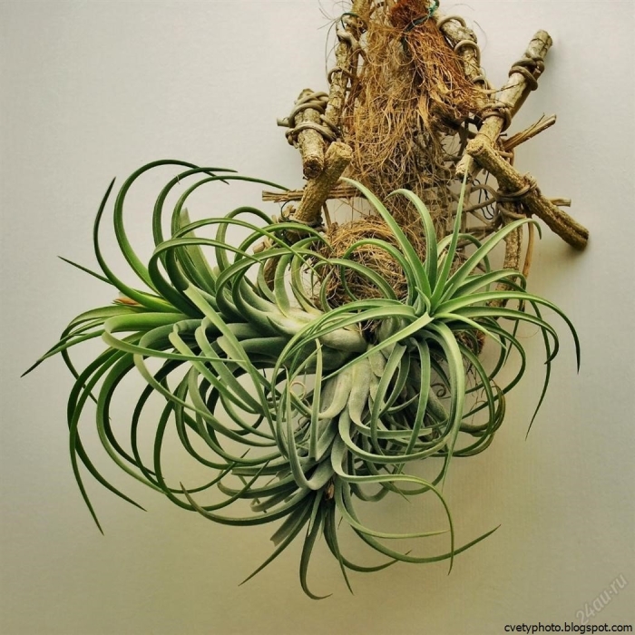 Тилландсия стрептофилла