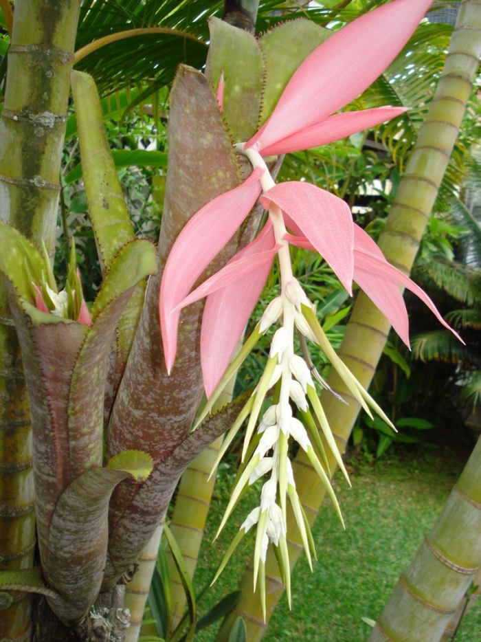 Billbergia nutans