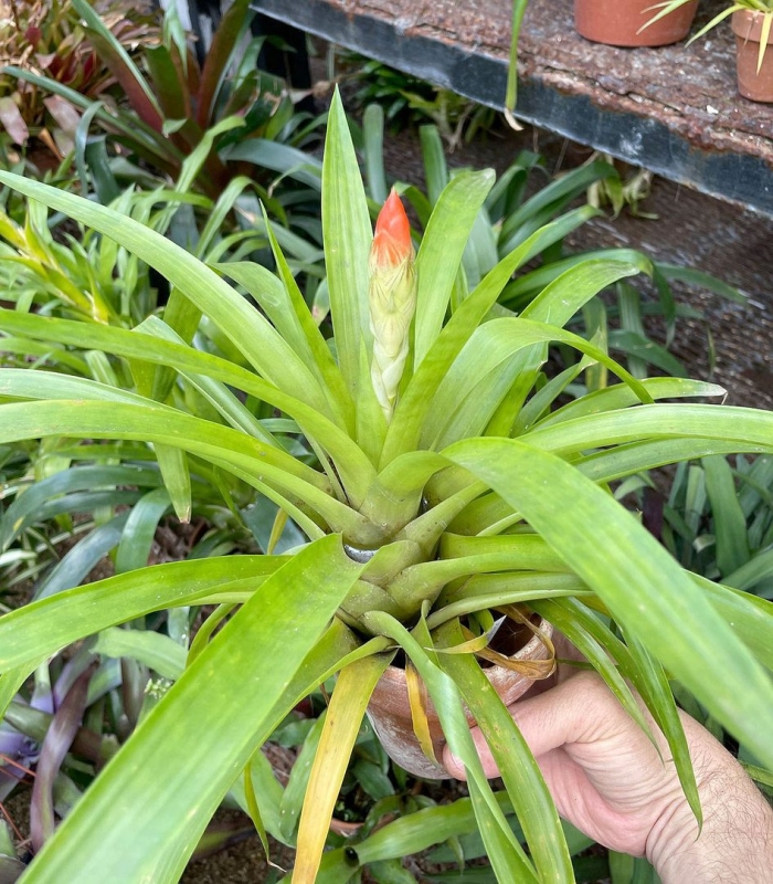 Guzmania monostachia