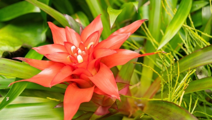 Гузмания цветок