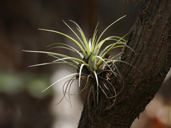Tillandsia utriculata