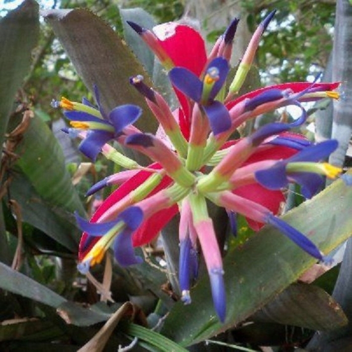 Бильбергия пониклая