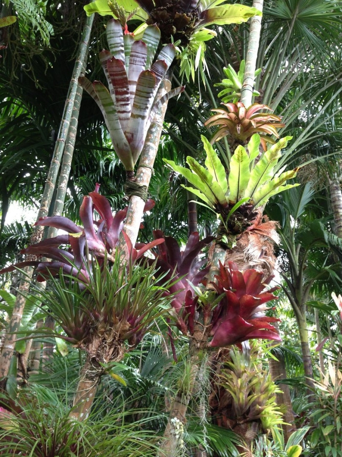 Бромелия растение