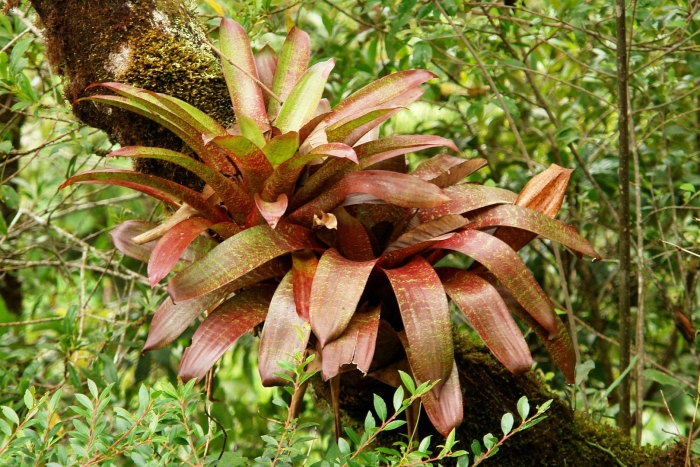 Alcantarea imperialis