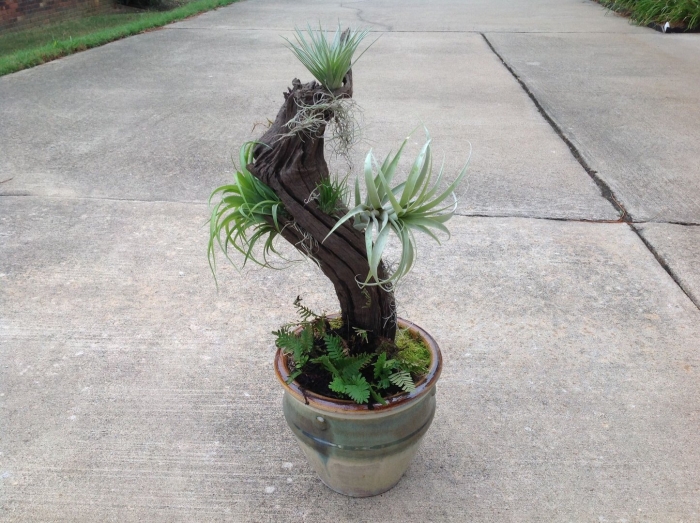 Tillandsia ionantha druid