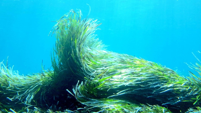 Водоросли черного моря