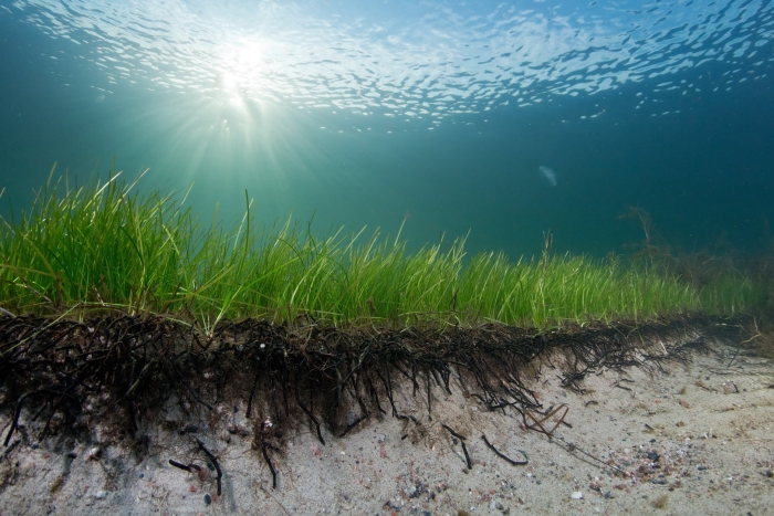 Водоросль posidonia