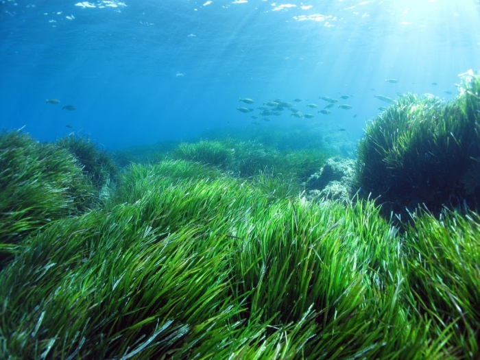 Водоросли морей и океанов