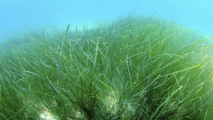 Морская трава зостера