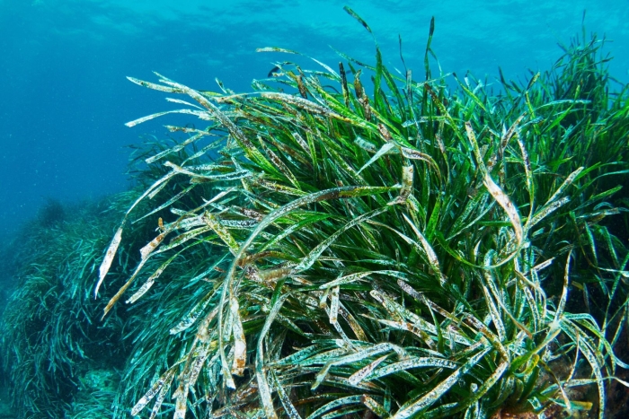 Posidonia oceanica