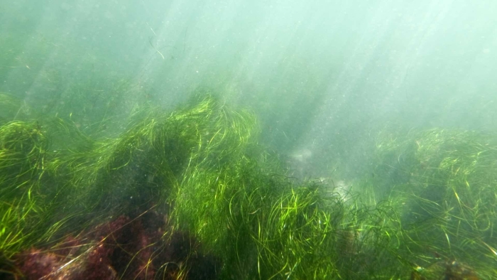 Морская трава