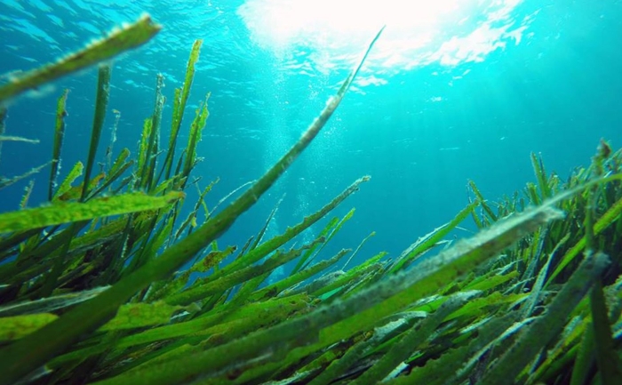 Зостера и посидония