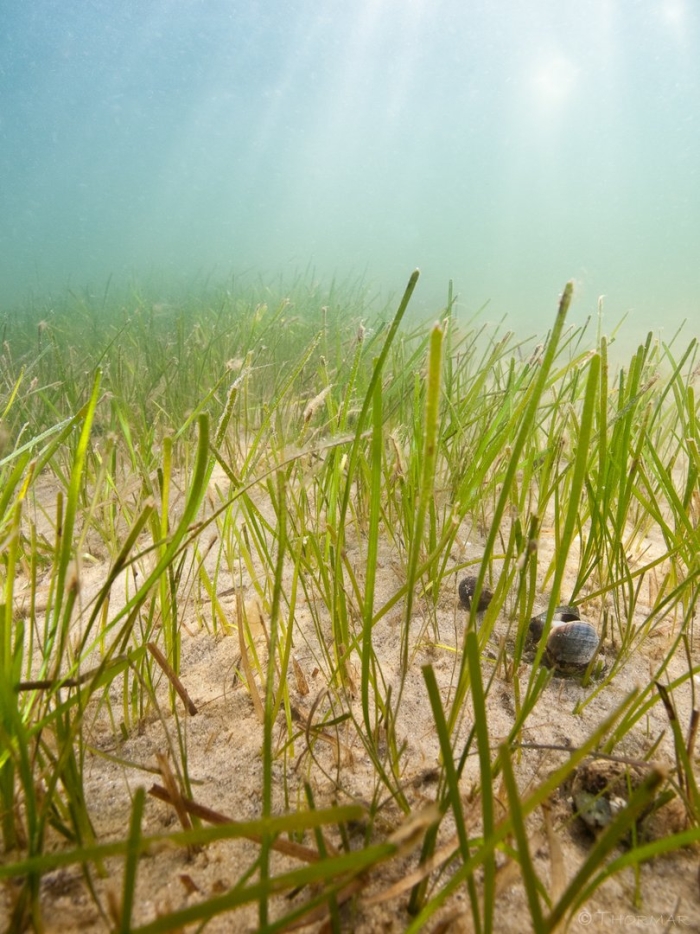 Зостера взморник