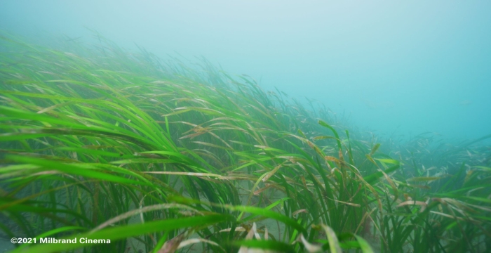 Зостера водоросль