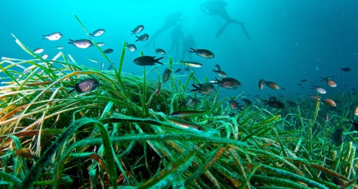 Посидония океаническая семейства посидониевых