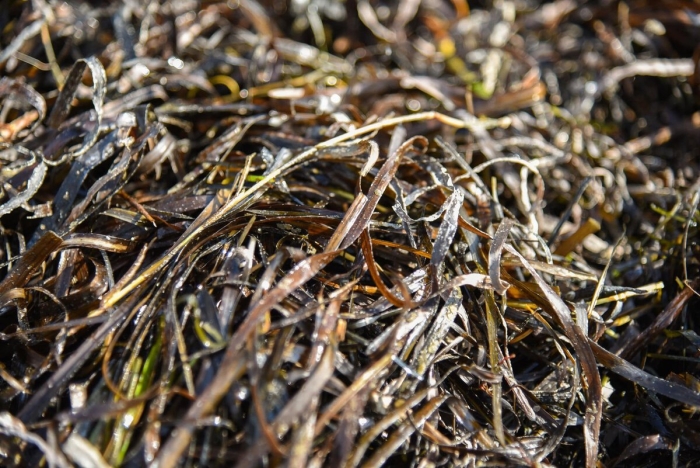 Камка морская трава