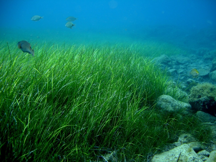 Посидония океаническая