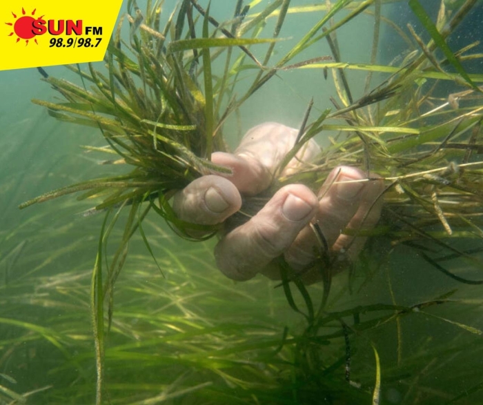 Водоросли зостера марина