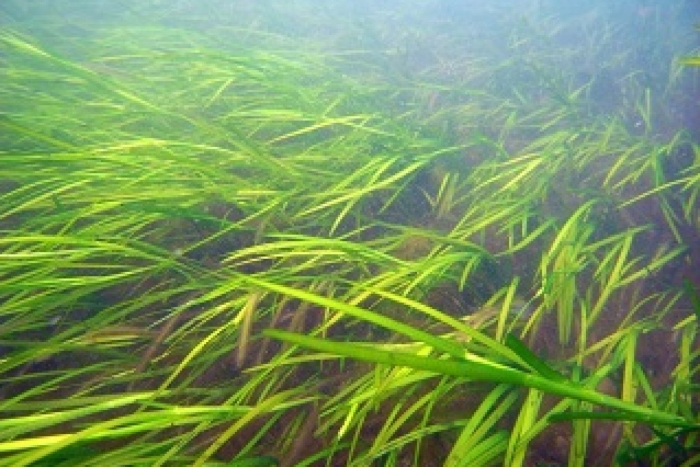 Речные водоросли