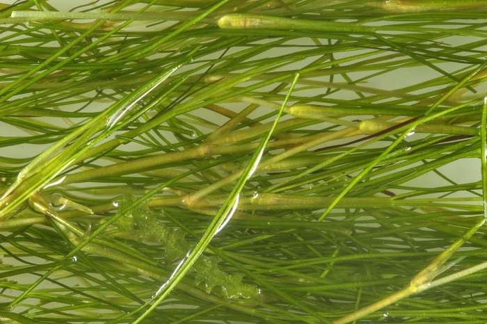 Зостера морская водоросль