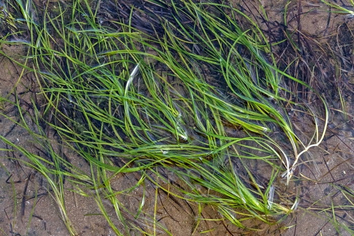 Zostera japonica