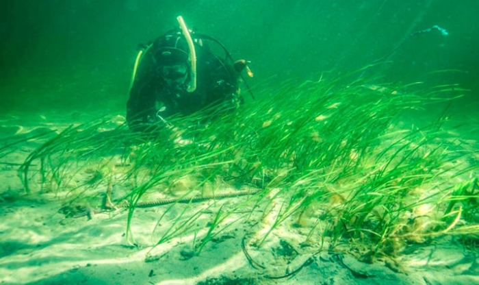 Зостера взморник