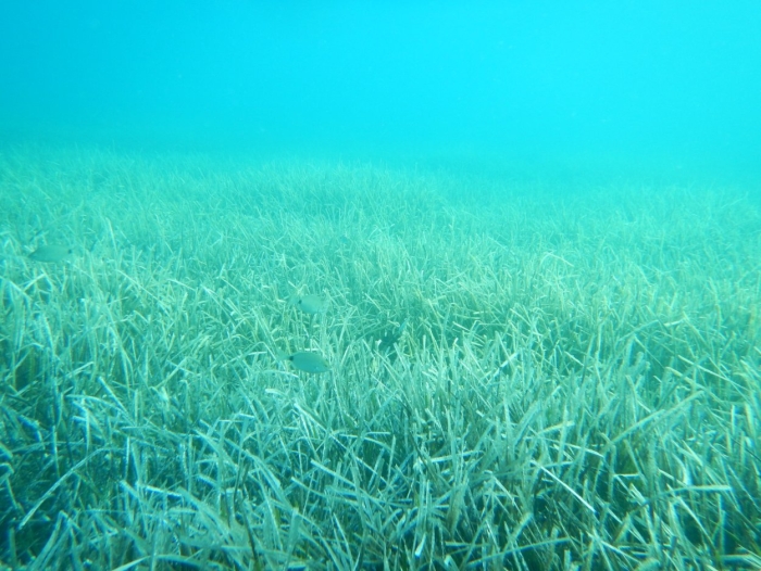 Водоросли морские