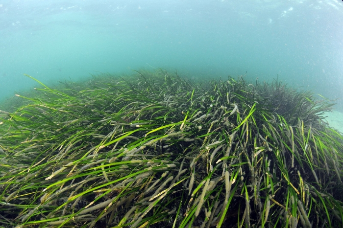 Водоросли зостера марина
