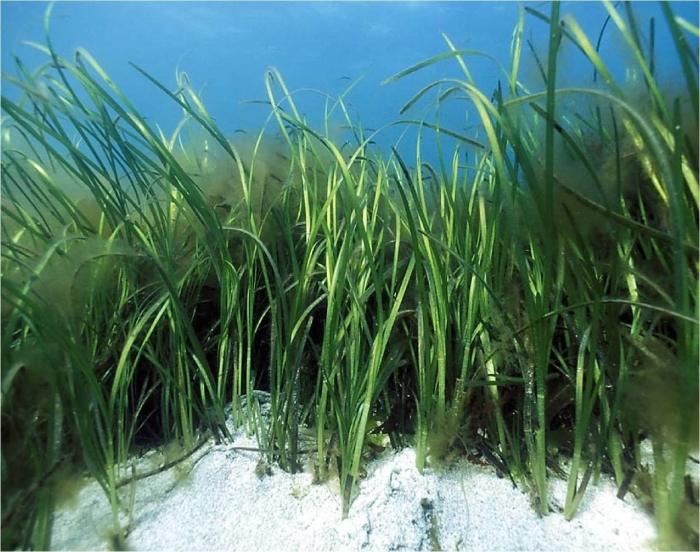 Зостера взморник