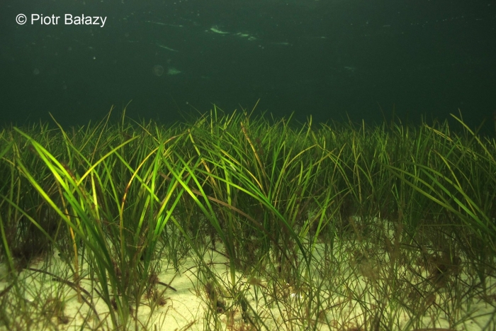 Зостера марина