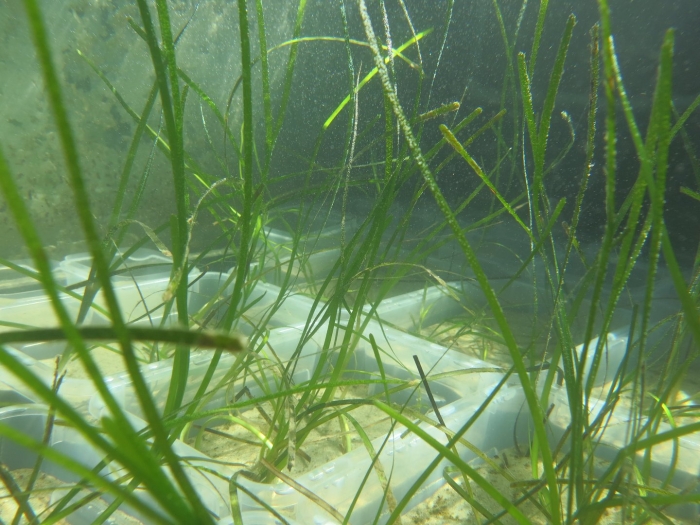 Zostera marina