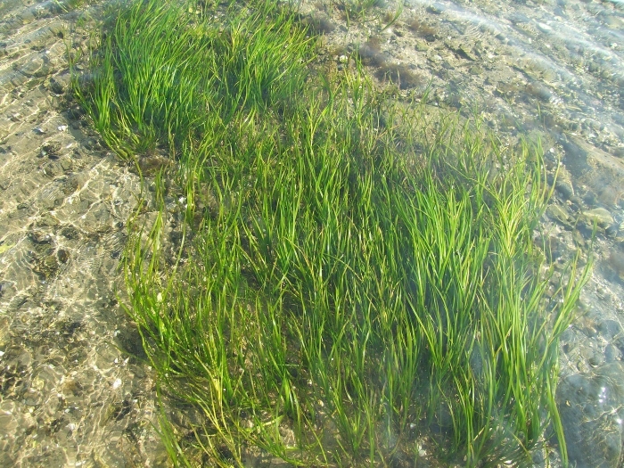 Зостера (zostera marina)