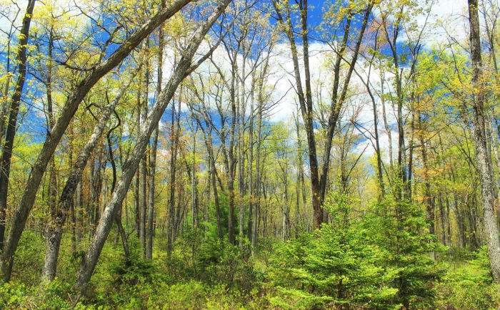 Широколиственные леса с березами