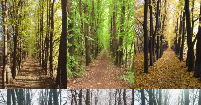 Времена года коллаж