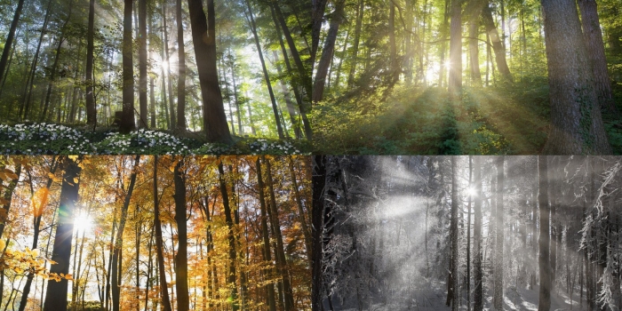 Утро в лесу