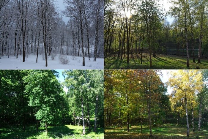 Лес в разное время года