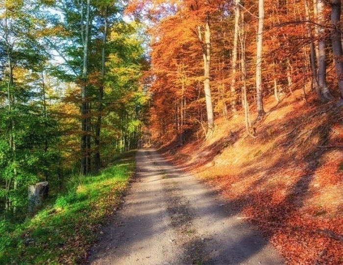 Лето и осень