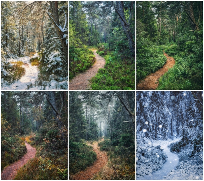 Пейзажи лес