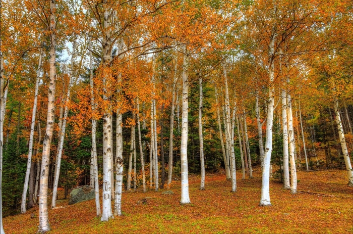 Birch trees in autumn